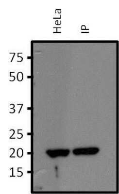 Immunoprecipitation: RhoA Antibody (1A11-4G10) [NBP2-22528]