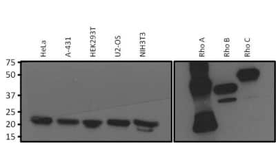 Western Blot: RhoA Antibody (1A11-4G10) [NBP2-22528]