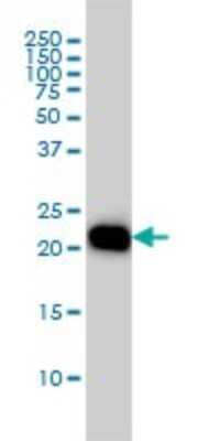 Western Blot: RhoA Antibody (1B12) [H00000387-M04]
