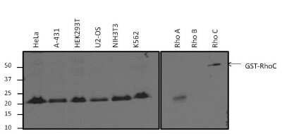 Western Blot: RhoA Antibody (1B3-4A10) [NBP2-22529]