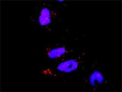 Proximity Ligation Assay: RhoA Antibody (1C1) [H00000387-M05]