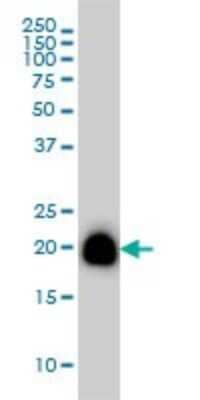 Western Blot: RhoA Antibody (1C3) [H00000387-M08]