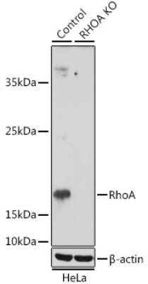 Knockout Validated: RhoA Antibody - BSA Free [NBP3-15485]