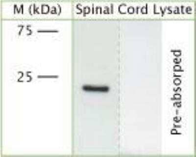 Western Blot: RhoA Antibody [NB100-91273]