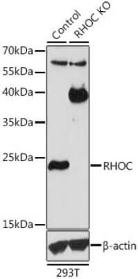 Knockout Validated: RhoC Antibody - BSA Free [NBP3-03322]