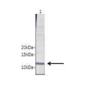 Western Blot: RhoC Antibody [NBP1-58351]