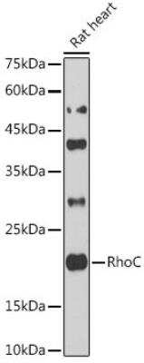 Western Blot: RhoC AntibodyBSA Free [NBP3-03322]