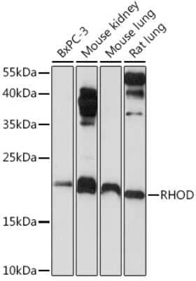 Western Blot: RhoD AntibodyAzide and BSA Free [NBP3-04527]