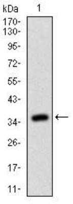 Western Blot: RhoF Antibody (1D4B6)BSA Free [NBP2-52553]