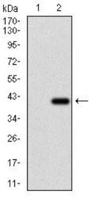 Western Blot: RhoF Antibody (1D4B6)BSA Free [NBP2-52553]