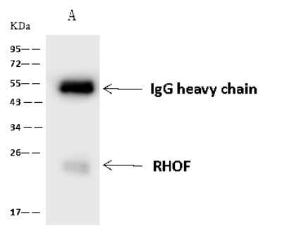 Immunoprecipitation: RhoF Antibody [NBP2-98649]