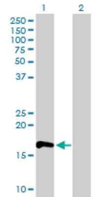 Western Blot: RhoF Antibody [H00054509-B01P]