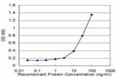 ELISA: RhoG Antibody (2E6) [H00000391-M05]