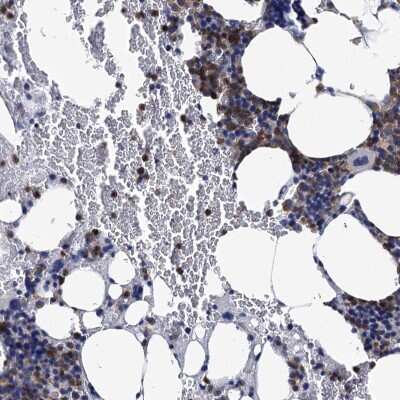 Immunohistochemistry-Paraffin: RhoG Antibody [NBP1-88832]