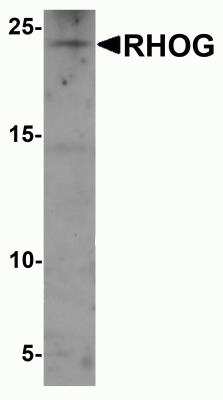 Western Blot: RhoG AntibodyBSA Free [NBP2-81812]