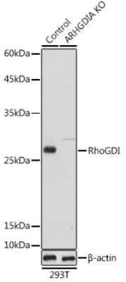 Western Blot: RhoGDI AntibodyBSA Free [NBP3-03348]