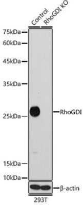 Knockout Validated: RhoGDI Antibody (0D6X5) [NBP3-15401]