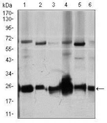 Western Blot: RhoGDI Antibody (2G3)BSA Free [NBP2-37472]