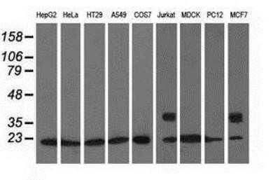 Western Blot: RhoGDI Antibody (OTI1F2)Azide and BSA Free [NBP2-73890]