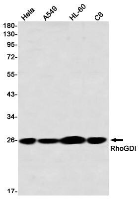 Western Blot: RhoGDI Antibody (S07-1D8) [NBP3-19914]