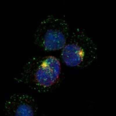 Immunocytochemistry/ Immunofluorescence: RhoH Antibody [NBP3-17426]