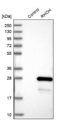 Western Blot: RhoH Antibody [NBP1-88816]