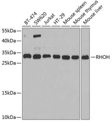 Western Blot: RhoH AntibodyBSA Free [NBP2-94401]