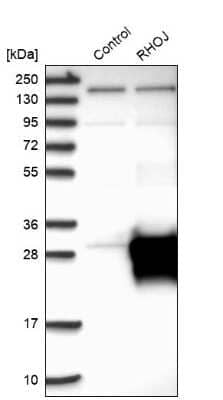 Western Blot: RhoJ Antibody [NBP1-89012]