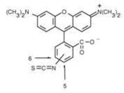 Rhodamine Antibody (11H10) [NBP1-69961]