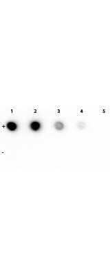 Western Blot: Rhodamine Antibody (11H10) [NBP1-69961]