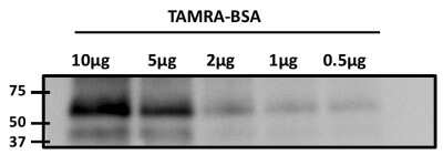 Western Blot: TAMRA Antibody (5G5) [NBP2-22472]