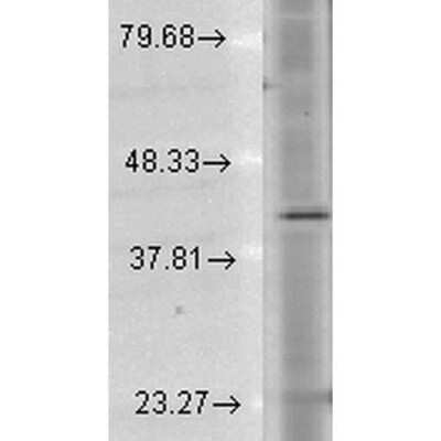 Western Blot: Rhodopsin Antibody (1D4) [NBP1-47602]