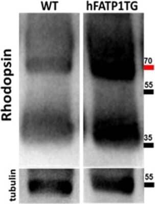 Western Blot: Rhodopsin Antibody (1D4) [NBP1-47602]