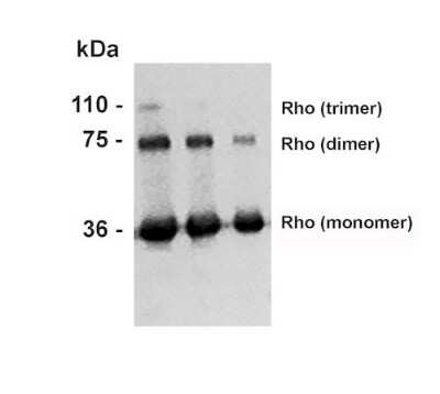 Western Blot: Rhodopsin Antibody (4D2) [NBP2-59690]