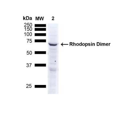 Western Blot: Rhodopsin Antibody (4D2) [NBP2-59690]