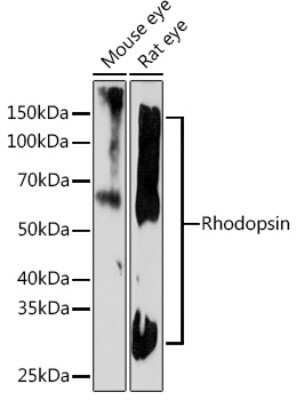 Western Blot: Rhodopsin Antibody (5N3G9) [NBP3-16655]