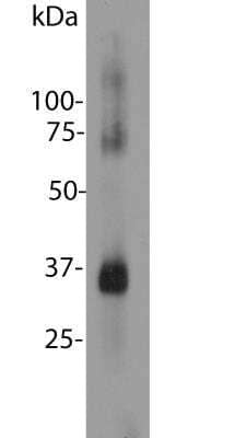 Western Blot: Rhodopsin Antibody (A531) [NBP2-25159]