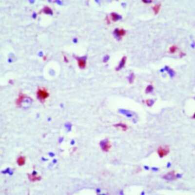 Immunohistochemistry-Paraffin: Rhodopsin Antibody (RET-P1) [NB120-3267]