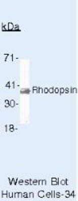 Western Blot: Rhodopsin Antibody (RET-P1) [NB120-3267]