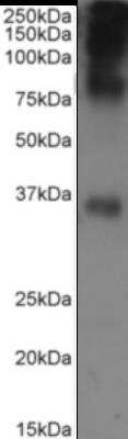 Western Blot: Rhodopsin Antibody (Rho 1D4)Azide and BSA Free [NBP2-81059]