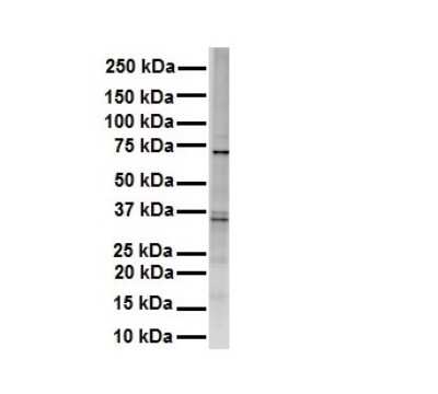 Western Blot: Rhot1 Antibody [NBP1-59022]