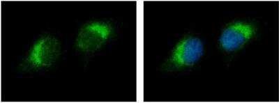 Immunocytochemistry/ Immunofluorescence: Ribonuclease A Antibody [NBP2-20160]