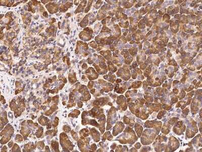 Immunohistochemistry-Paraffin: Ribonuclease A Antibody [NBP3-00131]