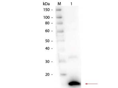 Western Blot: Ribonuclease A Antibody [NB600-648]
