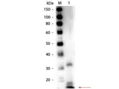 Western Blot: Ribonuclease A Antibody [NB600-648]