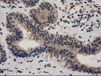Immunohistochemistry-Paraffin: Ribonuclease Inhibitor Antibody (OTI1B7) [NBP2-03254]