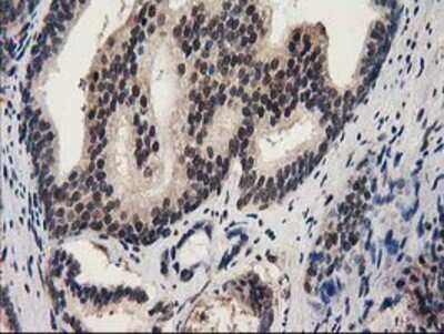Immunohistochemistry-Paraffin: Ribonuclease Inhibitor Antibody (OTI1B7) [NBP2-03254]