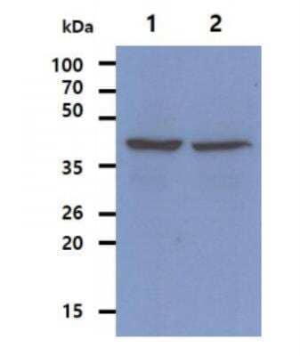 Western Blot: Ribonuclease Inhibitor Antibody (1H23)BSA Free [NBP1-30167]