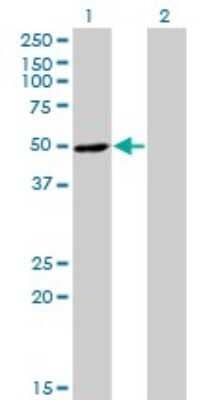 Western Blot: Ribonuclease Inhibitor Antibody (3F5) [H00006050-M07]