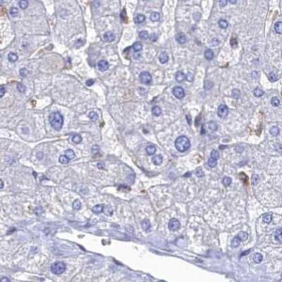 Immunohistochemistry-Paraffin: Ribonuclease Inhibitor Antibody [NBP1-87161]